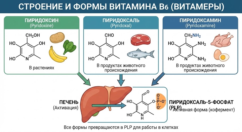 unnamed (16).jpg Строение и формы витамина б6